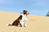 BORDER COLLIE 083